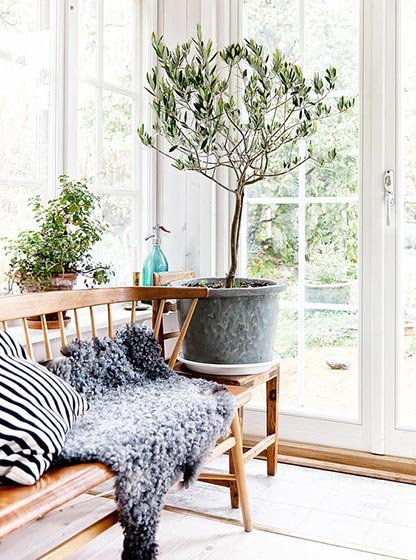 客厅植物搭配设计图 让家充满大自然气息